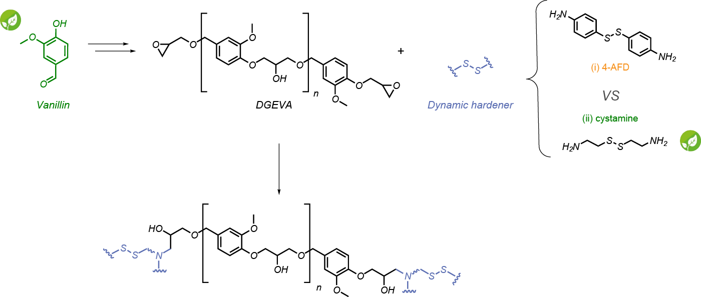 image illustrant une formulation d'origine biosourcée pour un durcisseur adapté de la thématique "Matériaux polymères dynamiques" de l'équipe P3R - Polymères de Précision par Procédés Radicalaires - ©Marc Guerre